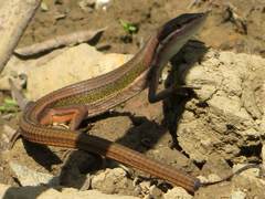 Takydromus viridipunctatus