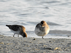 Calidris alpina
