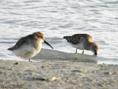 Calidris alpina