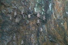 Taphozous melanopogon