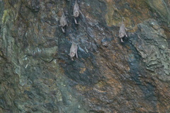 Taphozous melanopogon