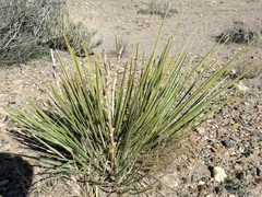 Yucca baileyi