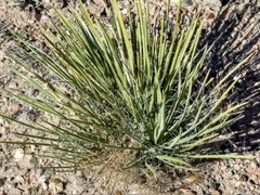 Yucca baileyi