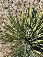 Yucca baileyi
