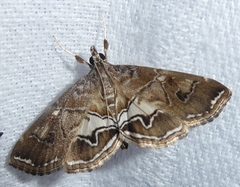Paracymoriza vagalis
