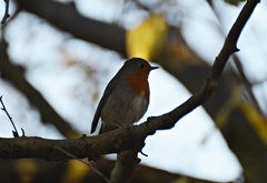 Erithacus rubecula