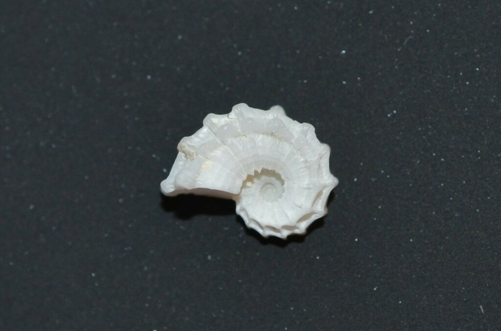 Cancellate Cyclostreme