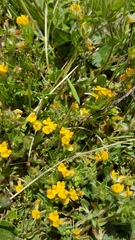 Lotus suaveolens
