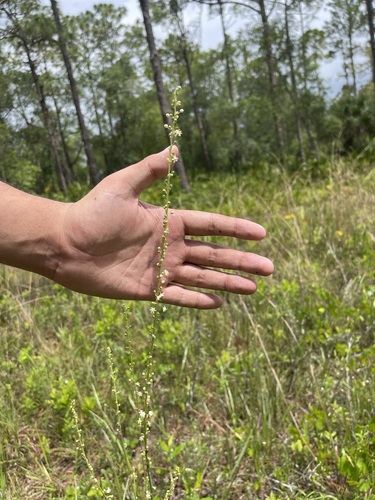 Image of Nolina atopocarpa by (c) Brandon Corder, some rights reserved (CC BY)