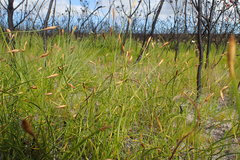 Hypodiscus willdenowia