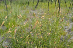 Hypodiscus willdenowia