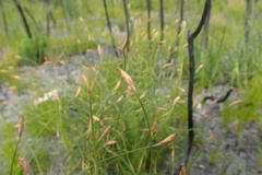 Hypodiscus willdenowia