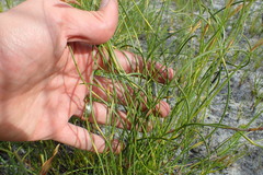 Hypodiscus willdenowia