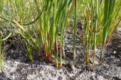 Hypodiscus willdenowia