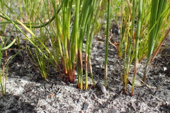 Hypodiscus willdenowia