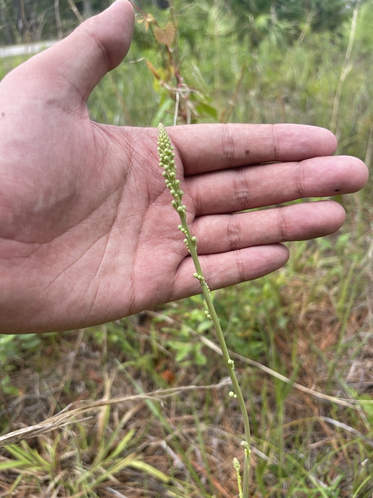 Nolina atopocarpa, Volusia County, US-FL, US