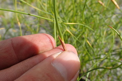 Hypodiscus willdenowia