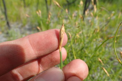 Hypodiscus willdenowia