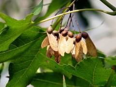 Acer serrulatum