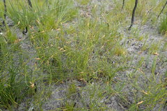 Hypodiscus willdenowia