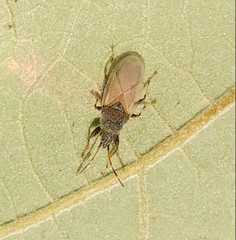 Oxycarenus hyalinipennis