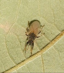 Oxycarenus hyalinipennis