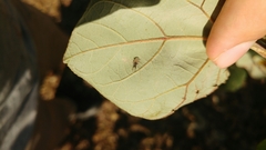 Oxycarenus hyalinipennis