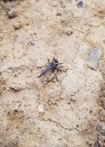 Little Western Bladetail