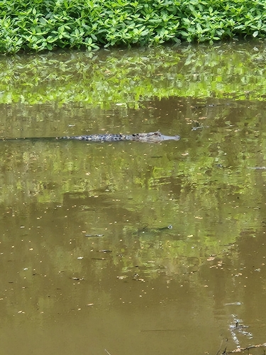 American Alligator photographed in Arkansas
