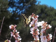Papilio