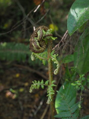 Cyathea colensoi