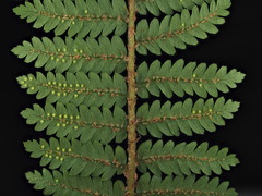 Cyathea colensoi