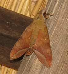 Nephele comma