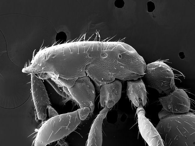 Neivamyrmex pauxillus