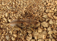 Enyaliopsis