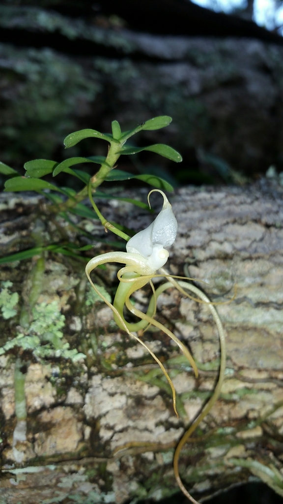 Angraecum arachnites