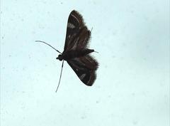 Strepsinoma croesusalis