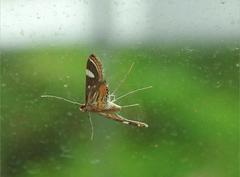 Strepsinoma croesusalis