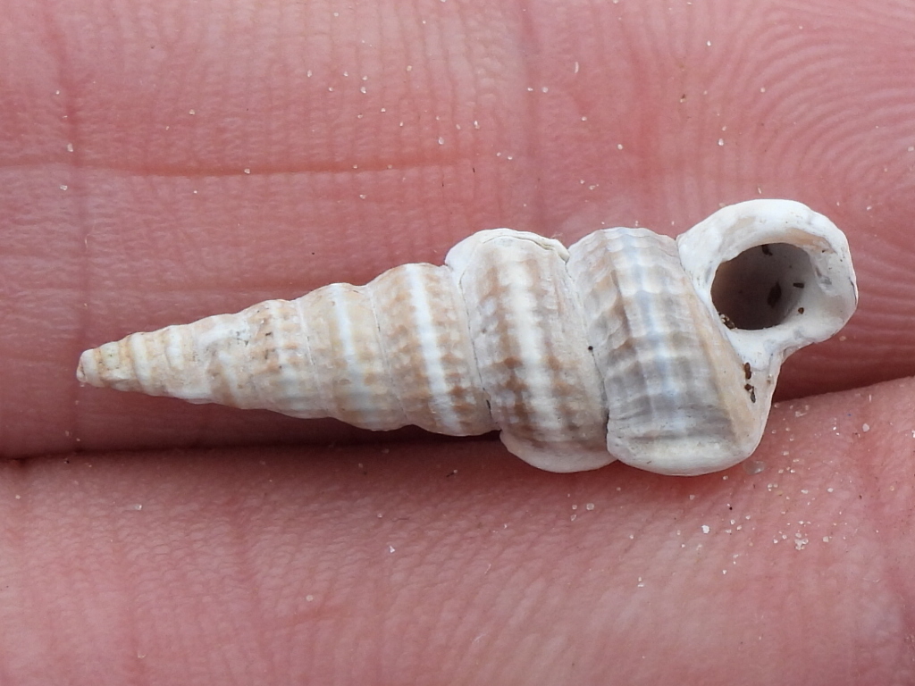 Cerithideopsis pliculosa