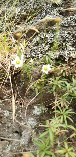 small bellflower (Wahlenbergia angustifolia)