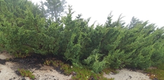 Juniperus bermudiana