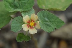 Abutilon trisulcatum
