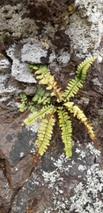 Asplenium lunulatum