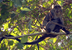 Cercopithecus mitis