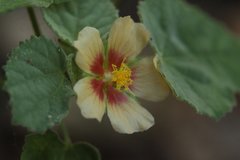 Abutilon trisulcatum