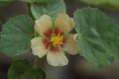 Abutilon trisulcatum