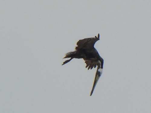 Brown Pelican photographed in Texas