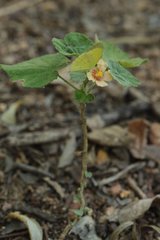 Abutilon trisulcatum