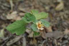 Abutilon trisulcatum