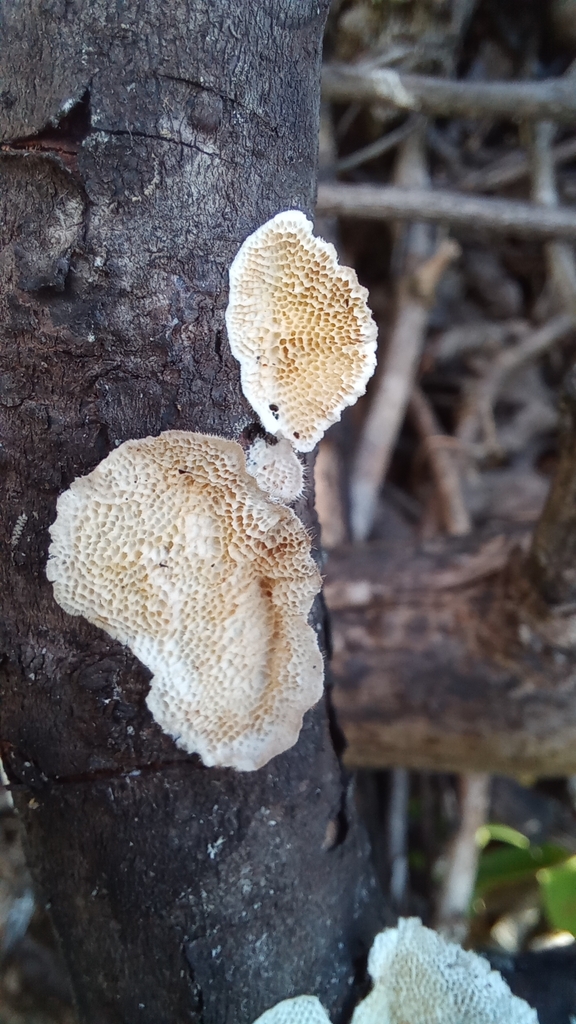 Trametes villosa · May 2023 · photo: © patricia_mees (iNaturalist, cc-by)